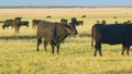Black cows stand grazing on meadow field. Herd of black angus on a pasture. Cows grazing pasture. Static view. Royalty Free Stock Photo