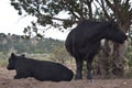 Black cows standing and resting under green tree in New Mexican hills