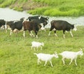 Black Cows and white goats in a meadow in Russia. Royalty Free Stock Photo