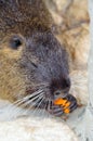 Black coypu or nutria eating a carrot