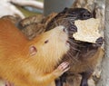 Black coypu or nutria eating a ccookies