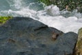 Black crab on wet rock surface