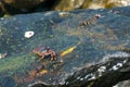 Black crab on wet rock surface