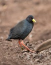 Black Crake