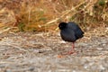 Black Crake - Amaurornis flavirostra waterbird in the rail and crake family, Rallidae. It breeds in most of sub-Saharan Africa Royalty Free Stock Photo