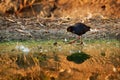 Black Crake - Amaurornis flavirostra waterbird in the rail and crake family, Rallidae. It breeds in most of sub-Saharan Africa Royalty Free Stock Photo