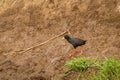 Black Crake  Amaurornis flavirostra waterbird in the rail and crake family, Rallidae. It breeds in most of sub-Saharan Africa ex Royalty Free Stock Photo