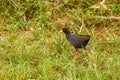 Black Crake  Amaurornis flavirostra waterbird in the rail and crake family, Rallidae. It breeds in most of sub-Saharan Africa ex Royalty Free Stock Photo