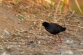 Black Crake - Amaurornis flavirostra waterbird in the rail and crake family, Rallidae. It breeds in most of sub-Saharan Africa Royalty Free Stock Photo