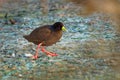 Black Crake - Amaurornis flavirostra waterbird in the rail and crake family, Rallidae. It breeds in most of sub-Saharan Africa Royalty Free Stock Photo