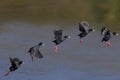 Black Crakes