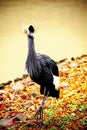Black crane close-up of the river. Royalty Free Stock Photo