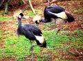 Black crane close-up of the river. Royalty Free Stock Photo