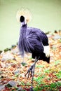 Black crane close-up of the river. Royalty Free Stock Photo