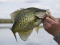 Black Crappie