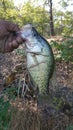 Black crappie