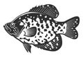 Black crappie Royalty Free Stock Photo