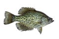 Black crappie fresh caught in a northern Minnesota lake isolated on a white background Royalty Free Stock Photo