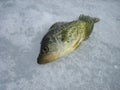 Black Crappie on Ice Royalty Free Stock Photo