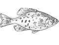 Black crappie or Pomoxis nigromaculatus Freshwater Fish Drawing Royalty Free Stock Photo