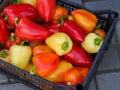 A black crate full of fresh organic bell peppers Royalty Free Stock Photo