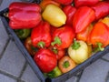 A black crate full of fresh organic bell peppers outdoors Royalty Free Stock Photo