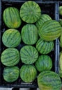 Black Crate Full of Mini or Baby Watermelons