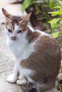 A creamy black and white cat looking to the right Royalty Free Stock Photo