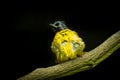 Black-crested Bulbul bird Royalty Free Stock Photo