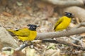 Black-crested Bulbul bird Royalty Free Stock Photo