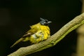 Black-crested Bulbul bird Royalty Free Stock Photo