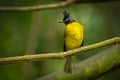 Black-crested Bulbul bird Royalty Free Stock Photo
