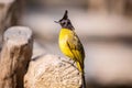 Black-crested Bulbul bird Royalty Free Stock Photo