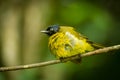 Black-crested Bulbul bird Royalty Free Stock Photo