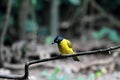 Black-crested Bulbul Bird Royalty Free Stock Photo