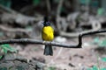 Black-crested Bulbul Bird Royalty Free Stock Photo