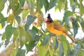 Black-crested Bulbul