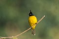 Black-crested Bulbul on a perch Royalty Free Stock Photo