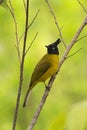 Black Crested Bulbul, Pycnonotus flaviventris, Kyari village, Uttarakhand