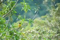 Black-crested Bulbul in rainforest ,Khao Yai National Park, Thai