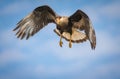 Black crested caracara in full flight Royalty Free Stock Photo