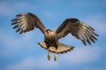 Black crested caracara of Pantanal, Brazil.