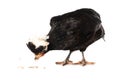 Black crested chicken isolated on white