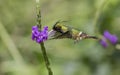 Black-crested Coquette, Male Lophornis helenae