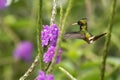 Black-Crested Coquette - Lophornis helenae, hovering next to violet flower in garden,bird from mountain tropical forest,Costa Rica