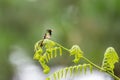 Black-crested Coquette (Lophornis helenae) hummingbird in Costa Rica