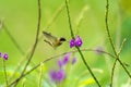 Black-crested Coquette (Lophornis helenae) hummingbird in Costa Rica