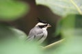 Black-crested finch