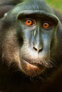 Black Crested Macaque Royalty Free Stock Photo