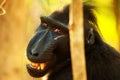 Black Crested Macaque Royalty Free Stock Photo